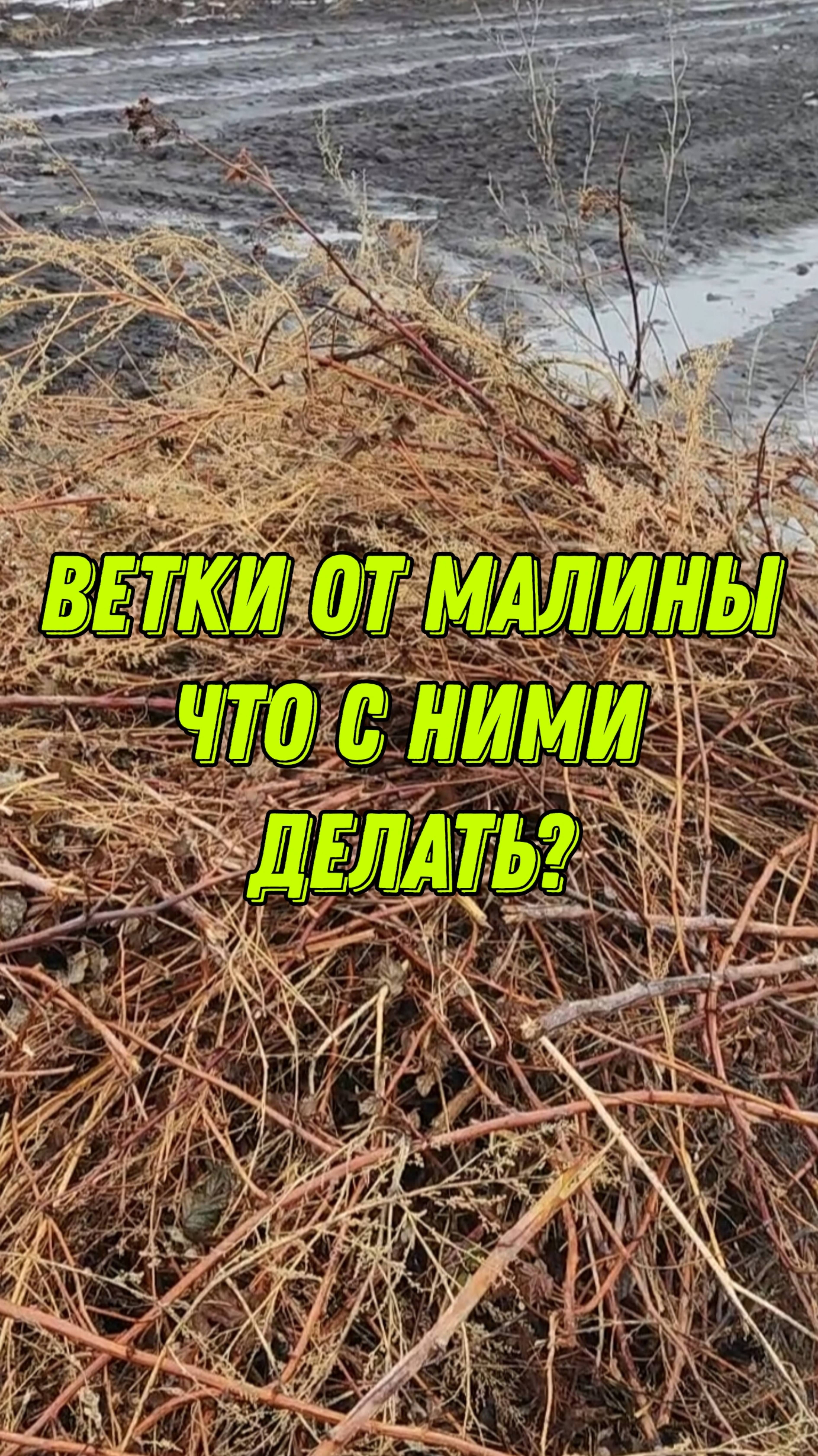 Ветки от малины. Что нам с ними делать?