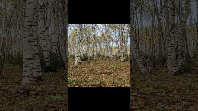 Осенний лес у реки Колпи