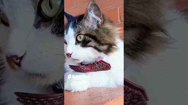 1000192468.mp4