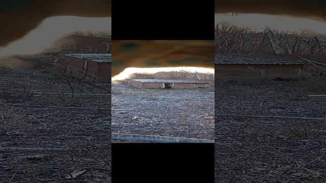 как бы охота.