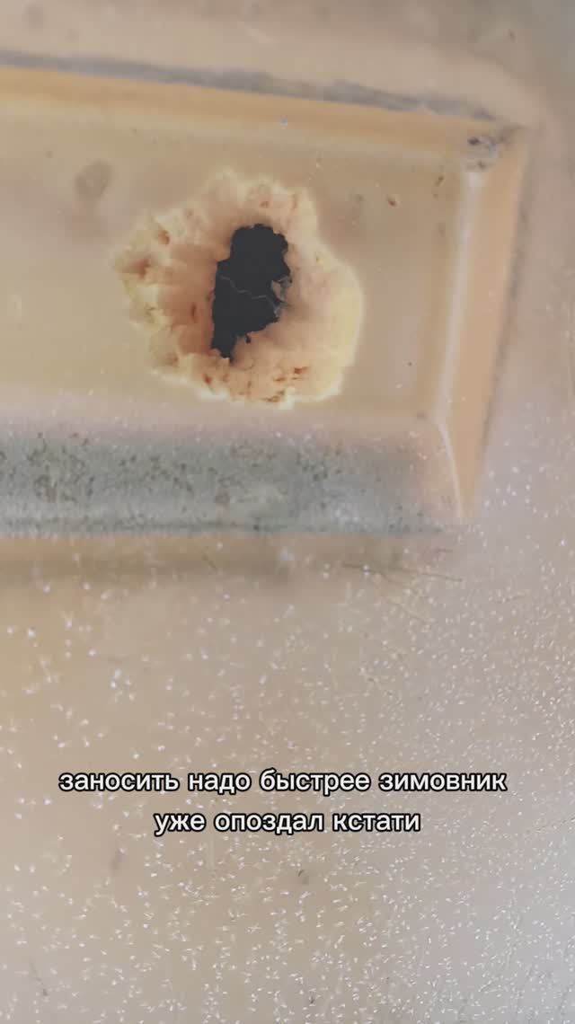 Убийца на пасеке #пчела #пчелосемья #пасека #мед #мёд #матка #улей #деревня #природа #bee #дятел