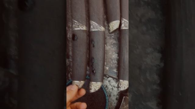 Почти созревшие плоды с дерева нашей кузни
