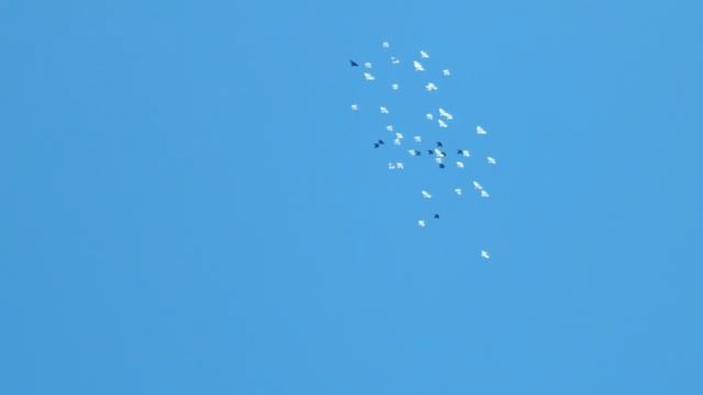 Погода и голуби сегодня радуют ..mp4