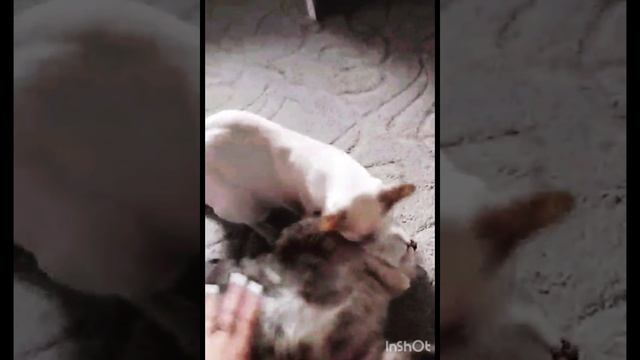 Два усатых красавчика 🐱🐱❤