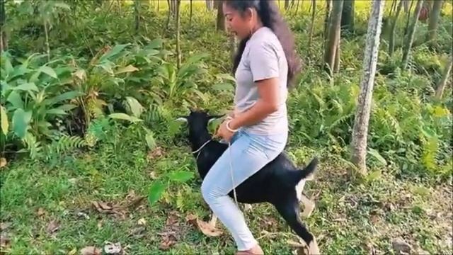 goat ride _ goat riding full video ❤️♥️👍👍