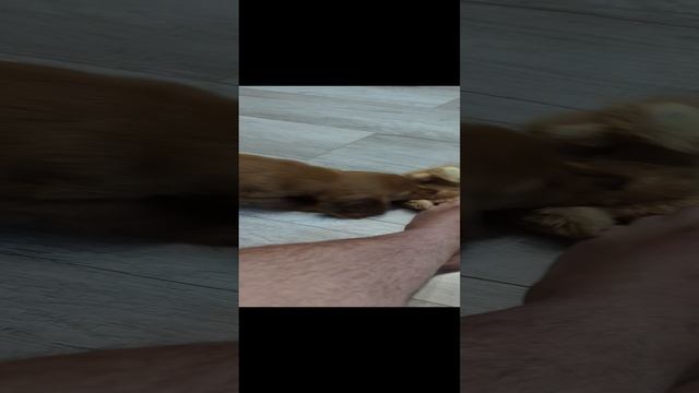 марсоход