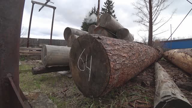 Лиственницы диаметром 64 см..