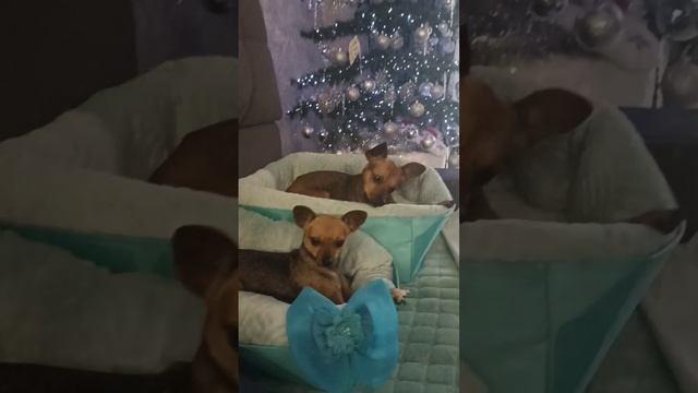 Всем в Новом году по новой квартире.