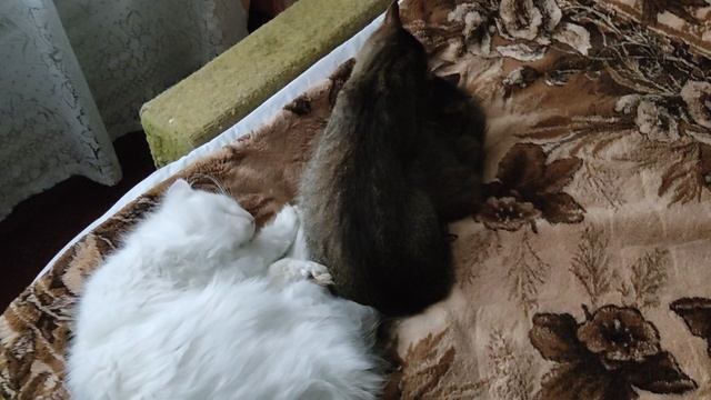 VID_20241023_Кошки на диване.