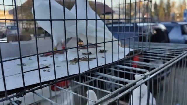 Рынок голубей.г Истра,20.10.2024..mp4