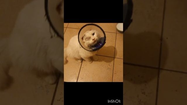 Котик Лордик ставший нашим всеобщим любимцем