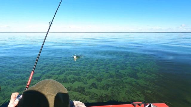 КАК РЫБАЧИТЬ НА БЕЛОМ ОЗЕРЕ В СЕНТЯБРЕ 2022/СКОЛЬКО РЫБЫ/ДЕВУШКИ ТОЖЕ ЛЮБЯТ РЫБАЛКУ. ЩУКА, СУДАК.