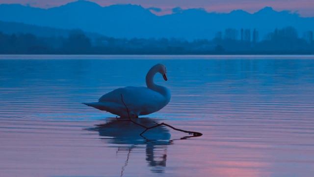 854065-hd_1920_1080_24fps