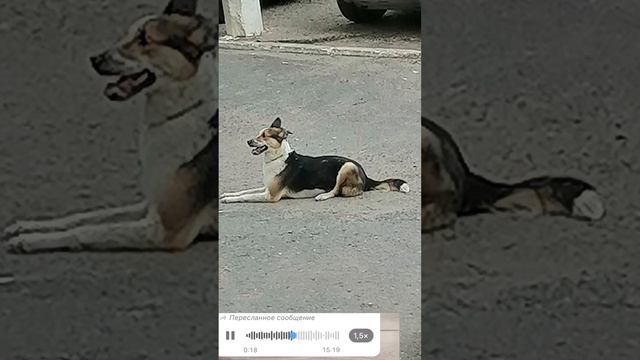Мир сходит с ума  собака уже в приюте в безопасности. Приюту нужна помощь. ТГК: Хвостатый Дом