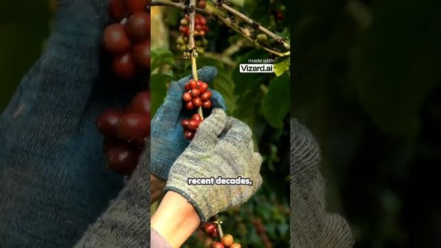 Vietnam's Coffee Industry Faces Challenges From Climate Change