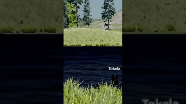 Wolf meme | Moto Moto - Tokela Tokela | Sunny Age #wolfquest #wolfquestanniversaryedition #shorts