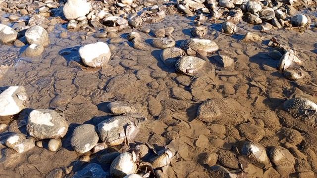 Мелководье осенью