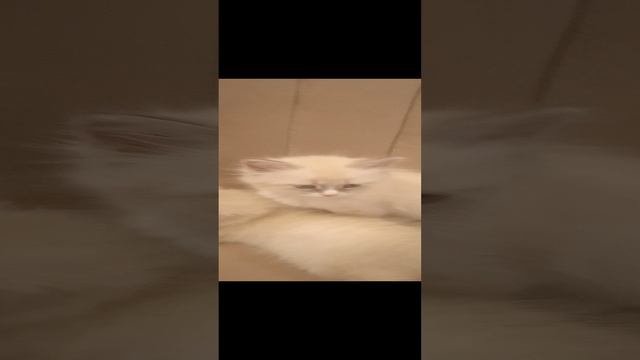 VID_20241217_170204.mp4