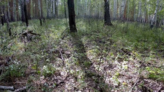 Монеты ходячки и белогвардейские окопы.