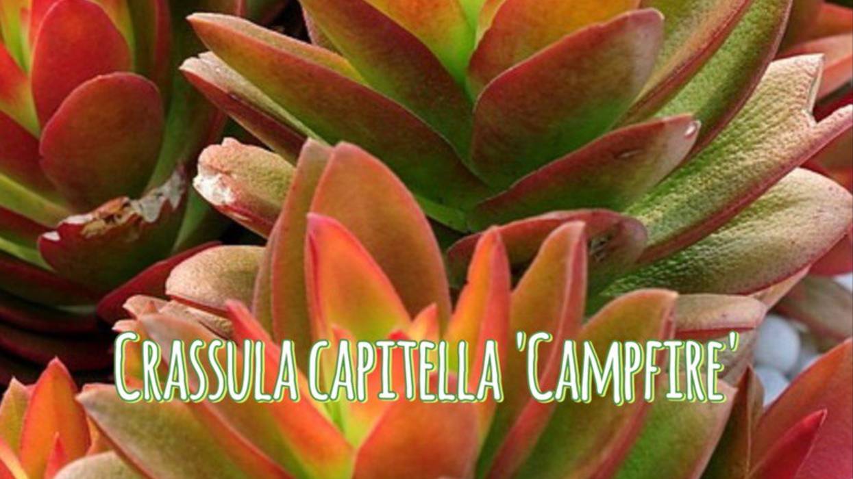 Крассула капителла Кэмпфайер / Crassula capitella Campfire  #plants #цветы #сад #garden #растения
