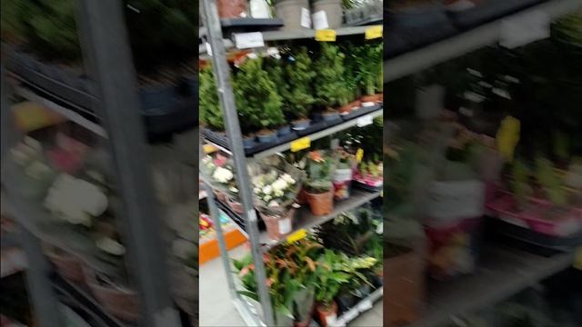 Привоз Цветов В Линию Белгорода 2024