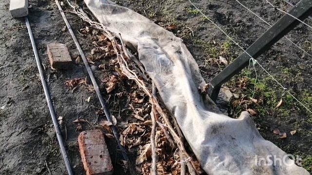 InShot_20241221_122450396.mp4