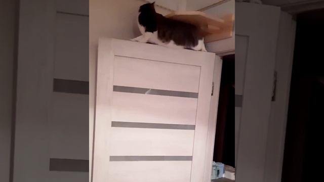 Кефирчик и его новая угловая лежаночка  миссия выполнима!