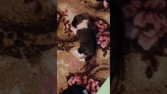 Пиздюки и мама, на релаксе #dog #americanakita #puppy #funny #doglover