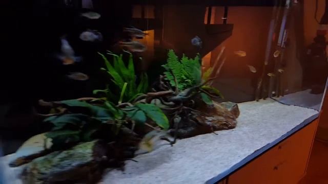 120 Gallon South American Cichlid Tank