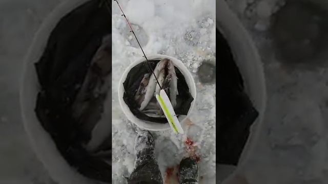 Корюшка зубатка, о. Сахалин