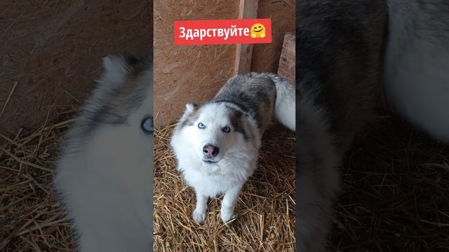 Хаска