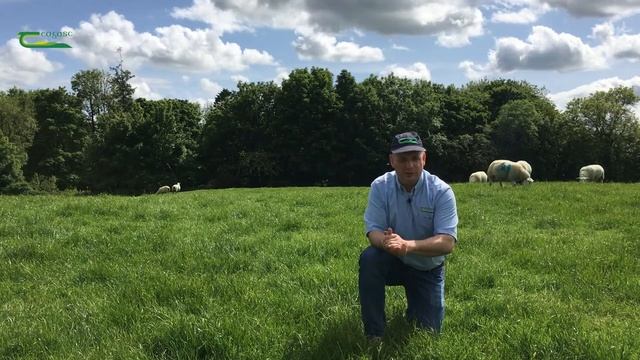 Cobalt Supplementation in Sheep - Michael Gottstein