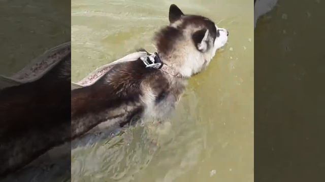Хаски любят плавать