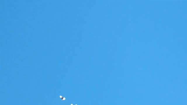 Голуби отлетали больше пяти часов. (1).mp4