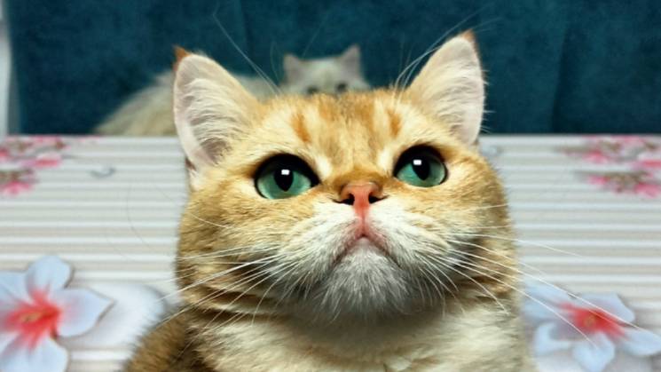 Кот золотой шиншилла