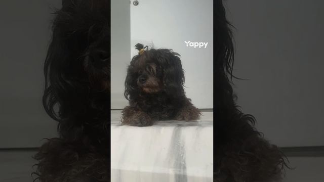 yappy_download_a5a3088211b9403788949cc0bb006089.mp4