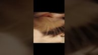 правда милый котик