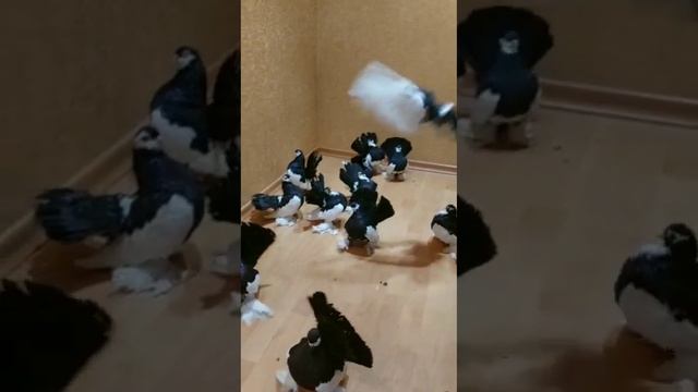 Голуби Пешкова Александра Ивановича. Воронеж 10.03.2023.