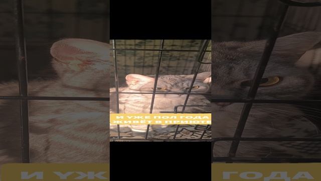 Стресси.mp4