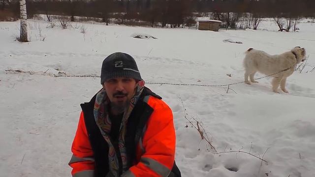 Собаки лисы и дрова  В деревню!