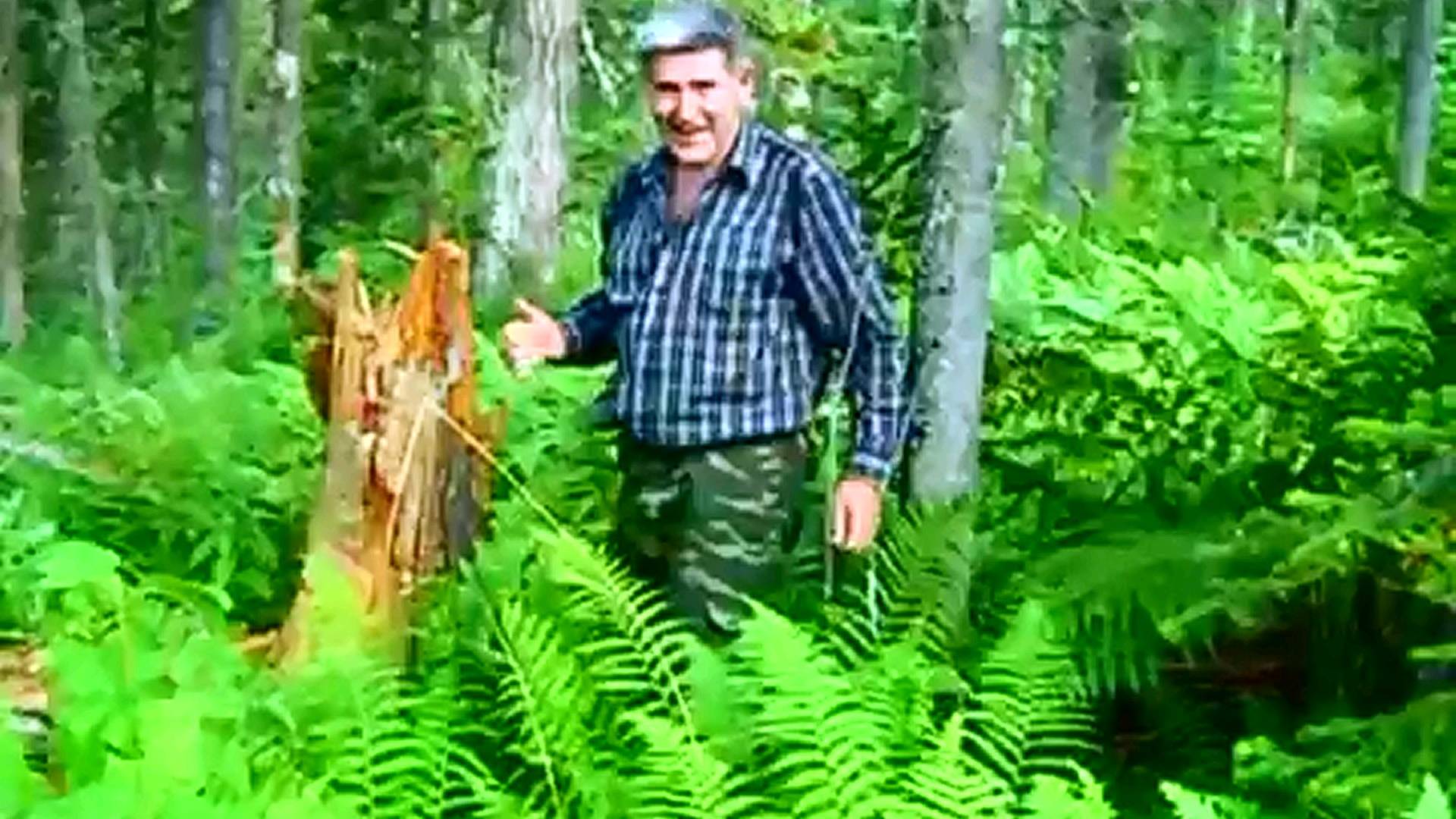 отдых в лесу 1