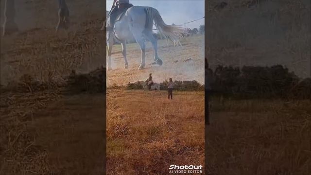 scene_output.mp4