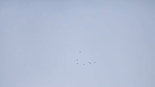 Обычный день,обычного голубятника..mp4