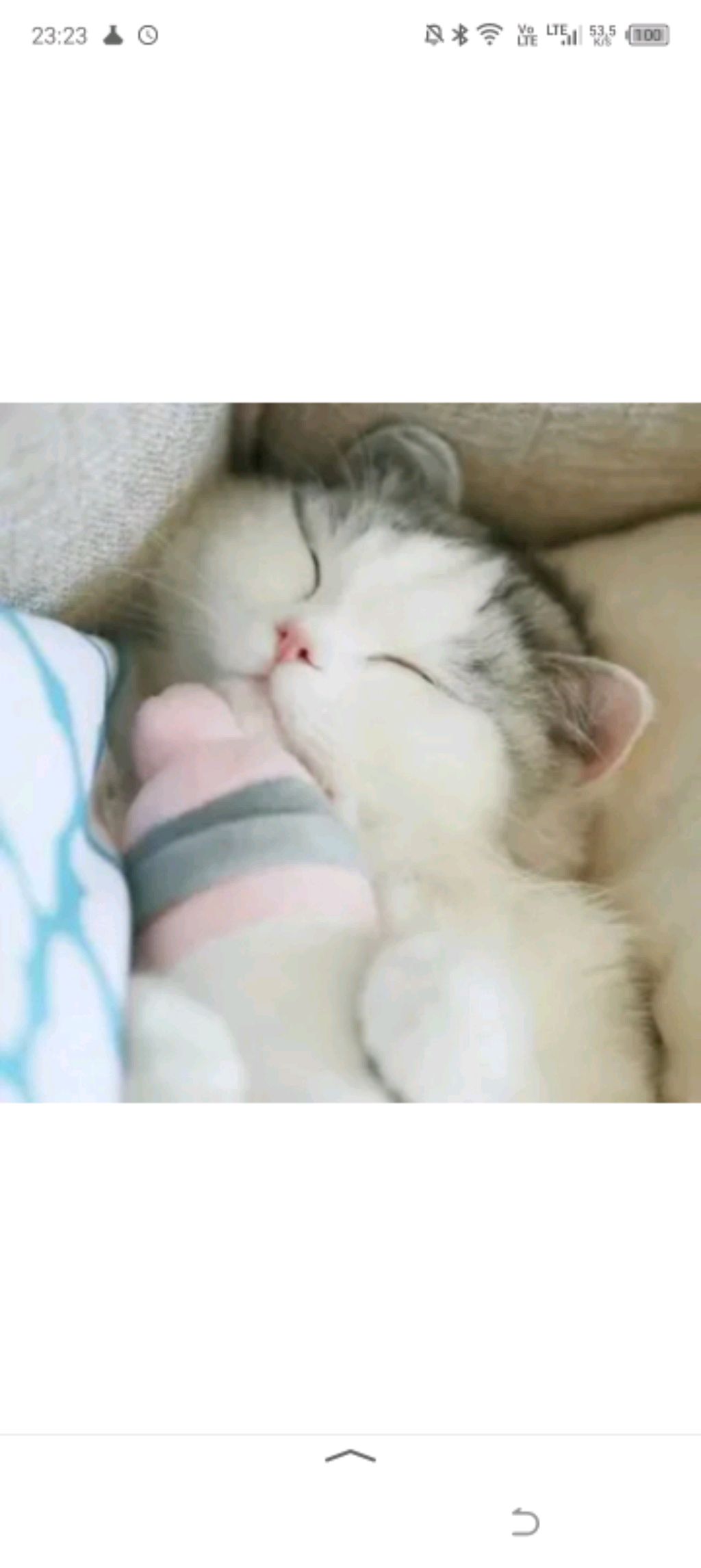 котики топ