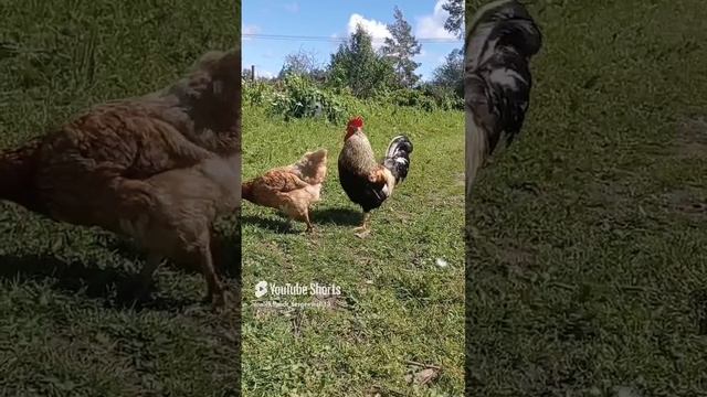Что-то потеряли , курицы, а?)