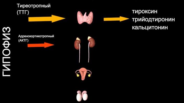 Эндокринная система за 2 минуты | Какие гормоны выделяют? | Medanatfarm