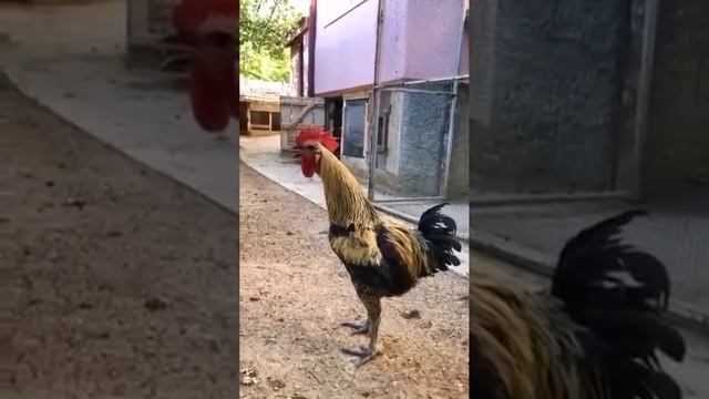 позитивчик