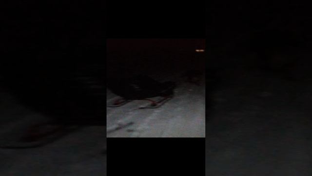 Новогодние потешки🤷♂️