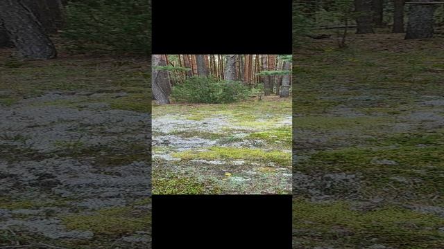 Отдых душой в лесу 🌳🌲🌿