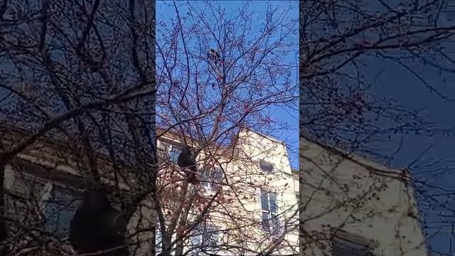 голуби мира
